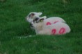 /album/scottish-szkockie-/drumlanrig-castle-sheep-8-jpg/